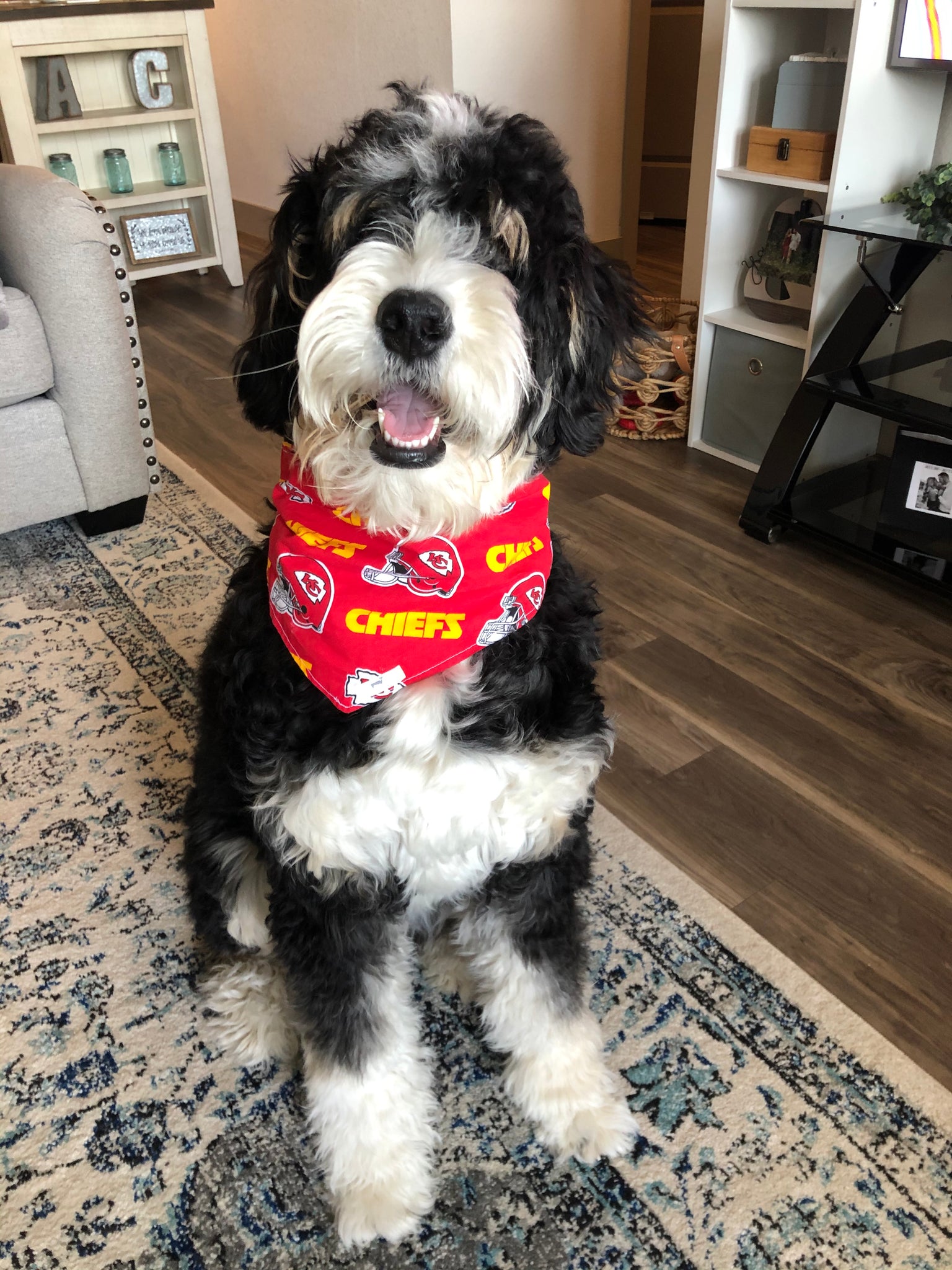 Kansas City Chiefs Dog Scarf 